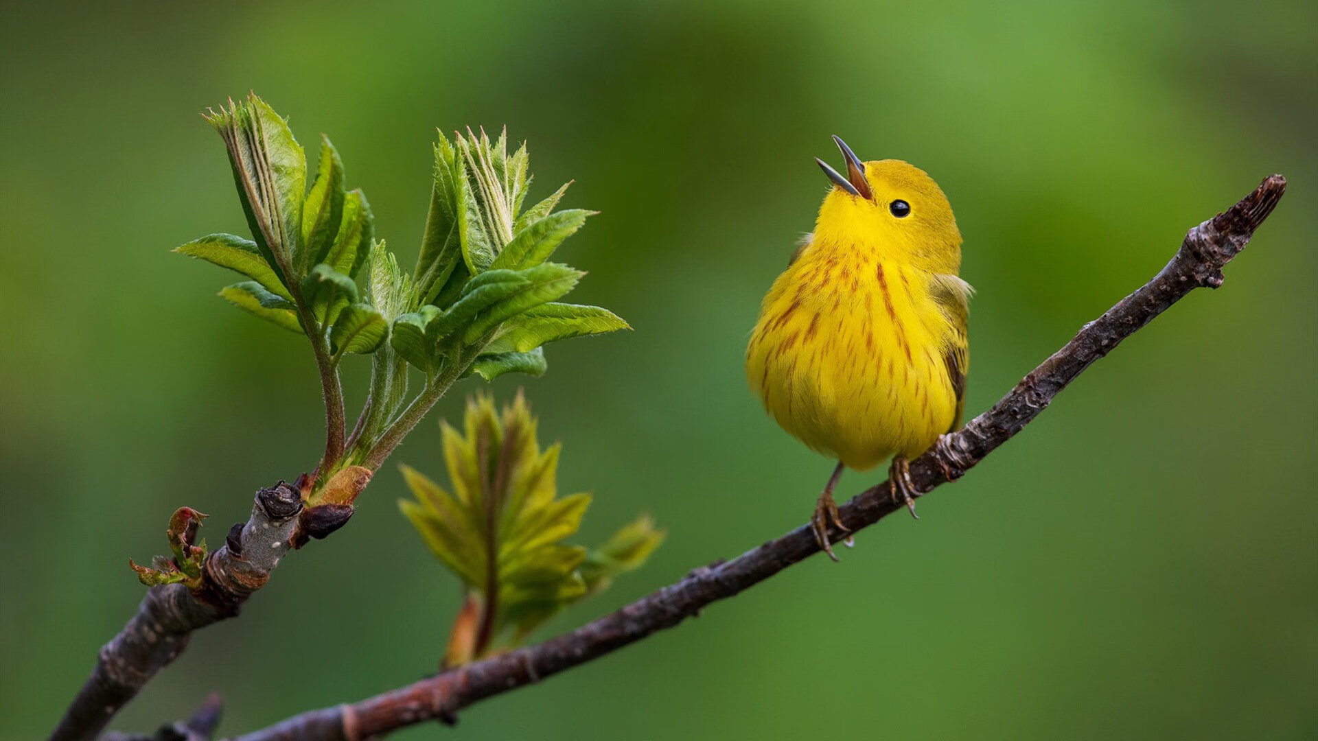 【高科技助攻】传感器和摄像头如何改变比赛分析？，摄像头传感器尺寸 如何计算