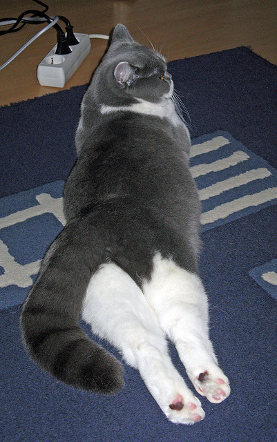 开云体育在线赛事直播-意大利在国家联赛中1-1战平比利时，双方各取一分。，意大利2-1比利时 半决赛将战西班牙